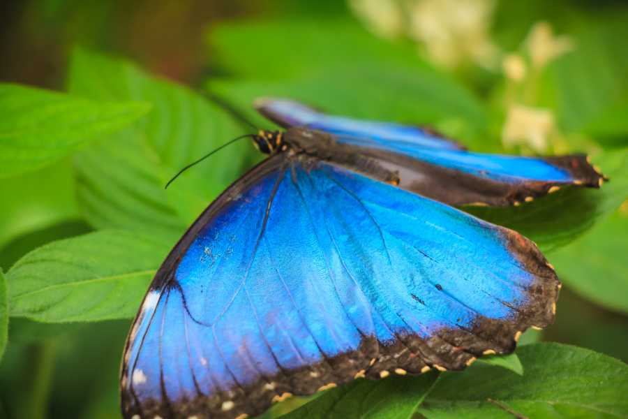 Tour Guanacaste Diamante Animal Sanctuary and Cultural Day Pass