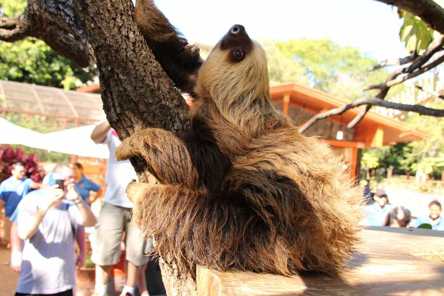 Tour Guanacaste Diamante Animal Sanctuary and Cultural Day Pass