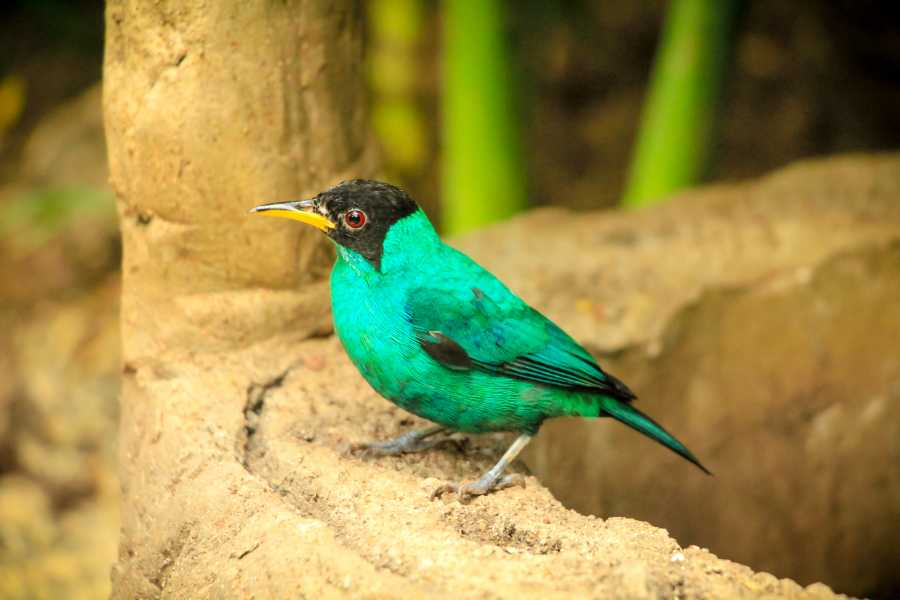 Tour Guanacaste Diamante Animal Sanctuary and Cultural Day Pass