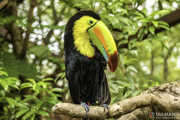 Diamante Animal Sanctuary and Cultural Day Pass