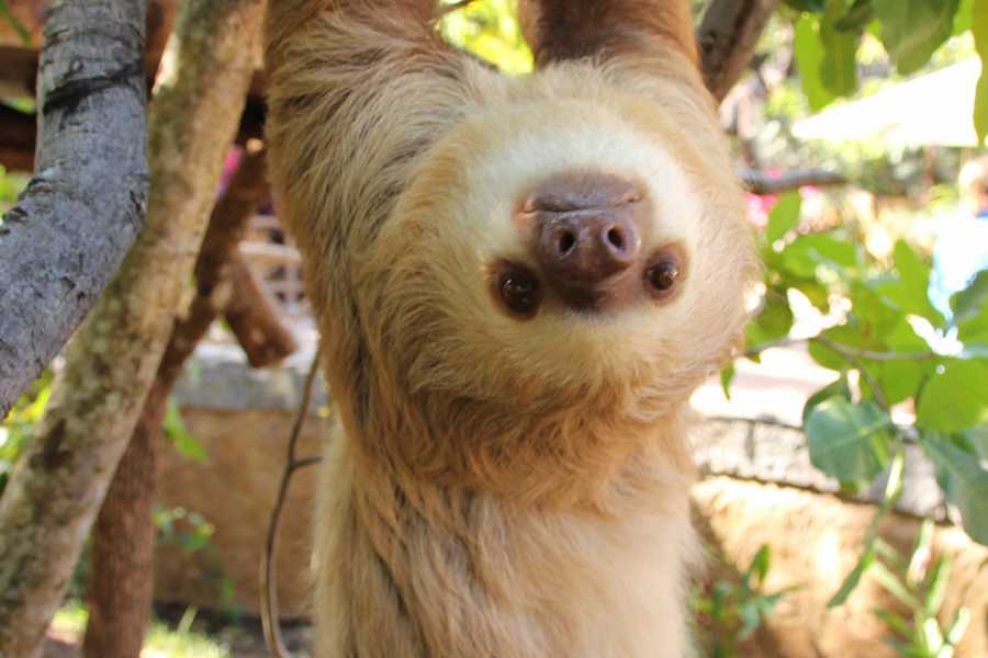 Tour Guanacaste Diamante Animal Sanctuary and Cultural Day Pass