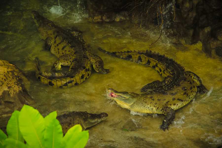 Tour Guanacaste Diamante Animal Sanctuary and Cultural Day Pass