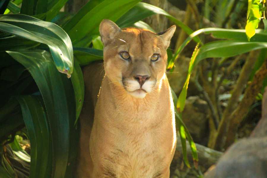 Tour Guanacaste Diamante Animal Sanctuary and Cultural Day Pass