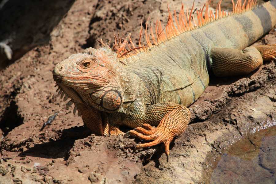 Tour Guanacaste Diamante Animal Sanctuary and Cultural Day Pass