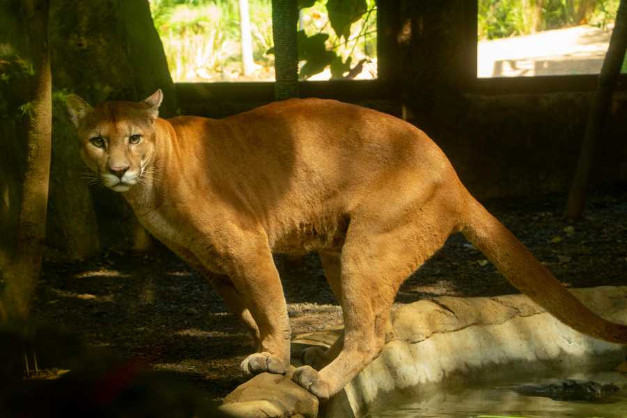 Tour Guanacaste Diamante Animal Sanctuary and Cultural Day Pass