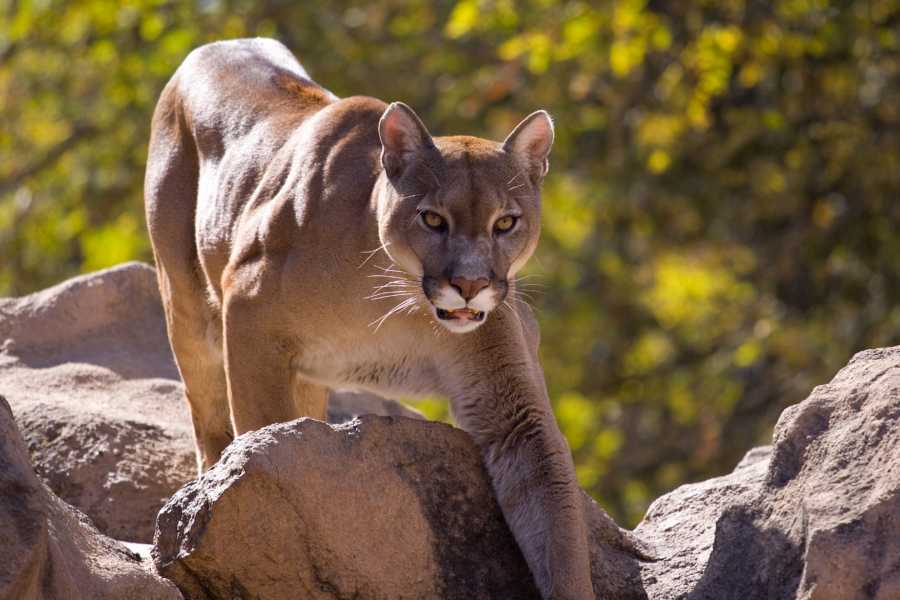 Tour Guanacaste Diamante Animal Sanctuary and Cultural Day Pass