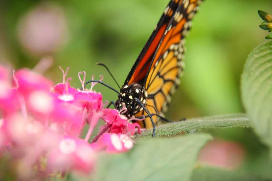 Tour Guanacaste Diamante Animal Sanctuary and Cultural Day Pass