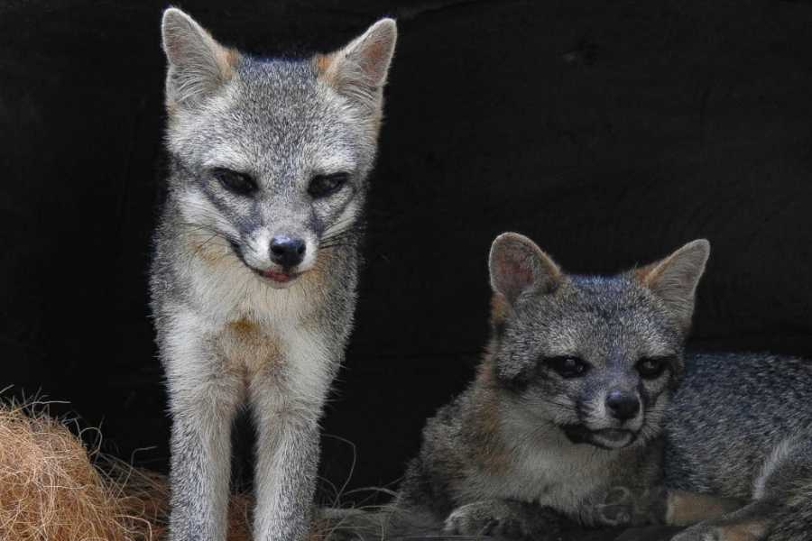 Tour Guanacaste Diamante Animal Sanctuary and Cultural Day Pass