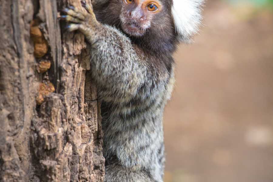 Tour Guanacaste Diamante Animal Sanctuary and Cultural Day Pass