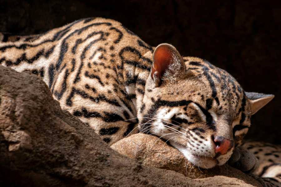 Tour Guanacaste Diamante Animal Sanctuary and Cultural Day Pass