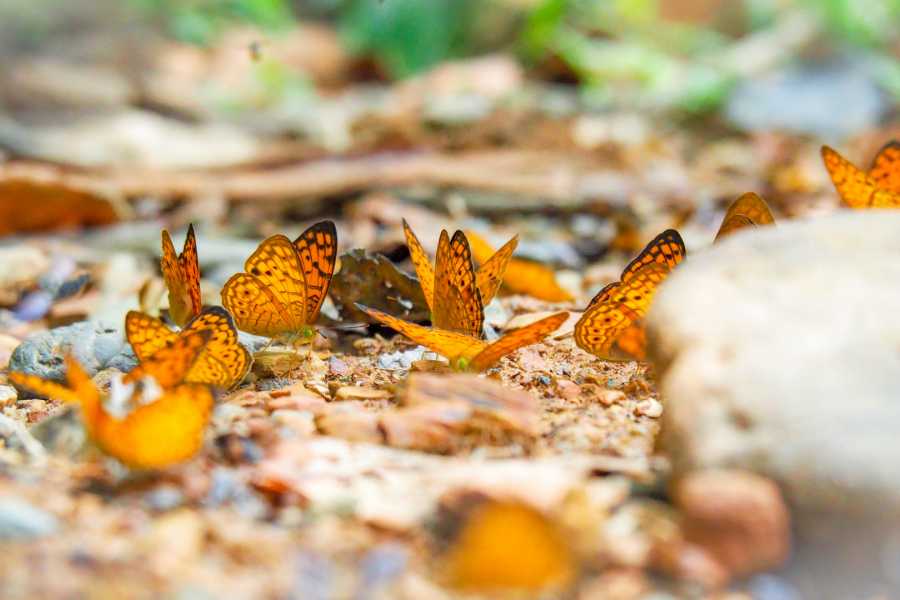 Tour Guanacaste Diamante Animal Sanctuary and Cultural Day Pass