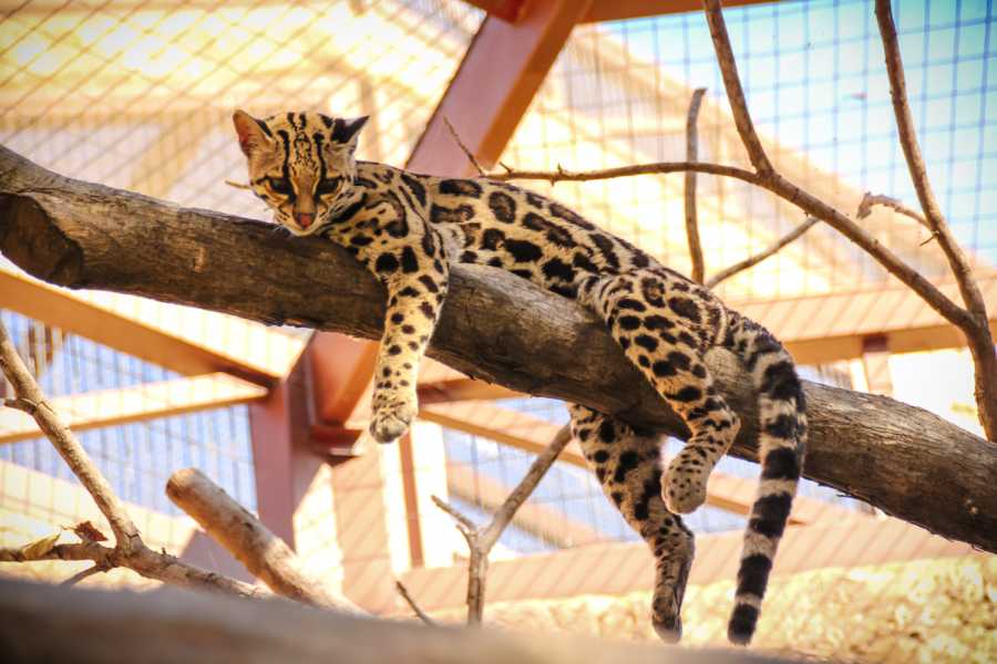Tour Guanacaste Diamante Animal Sanctuary and Cultural Day Pass
