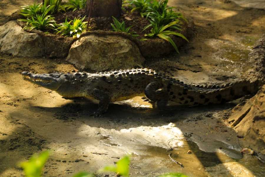 Tour Guanacaste Diamante Animal Sanctuary and Cultural Day Pass