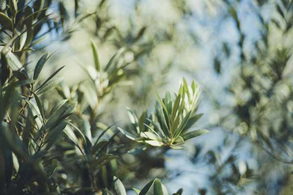Escursione Sospesa &ndash; Il Sentiero dell&rsquo;Olio di Brisighella