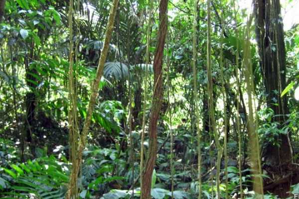 Bijagua Coffee and Chocolate Experience