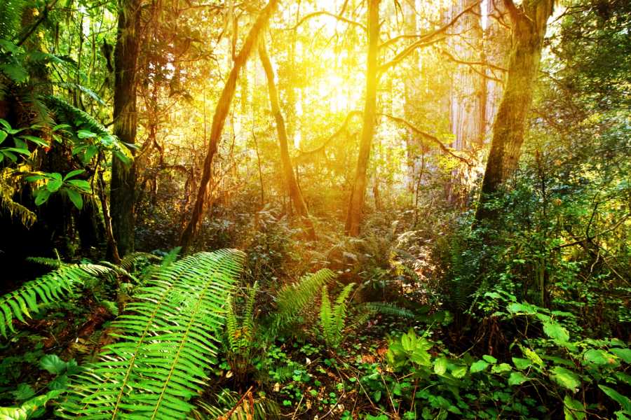 Tour Guanacaste Bijagua Coffee and Chocolate Experience