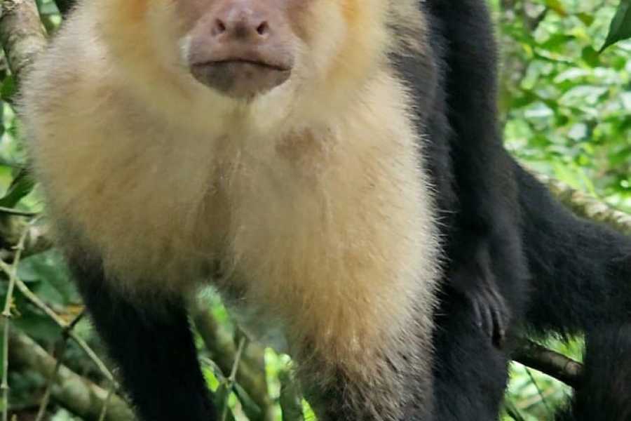 Tour Guanacaste Bijagua Coffee and Chocolate Experience