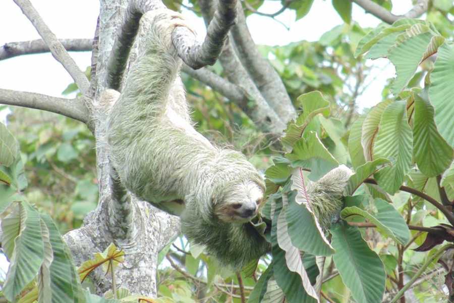 Tour Guanacaste Bijagua Coffee and Chocolate Experience
