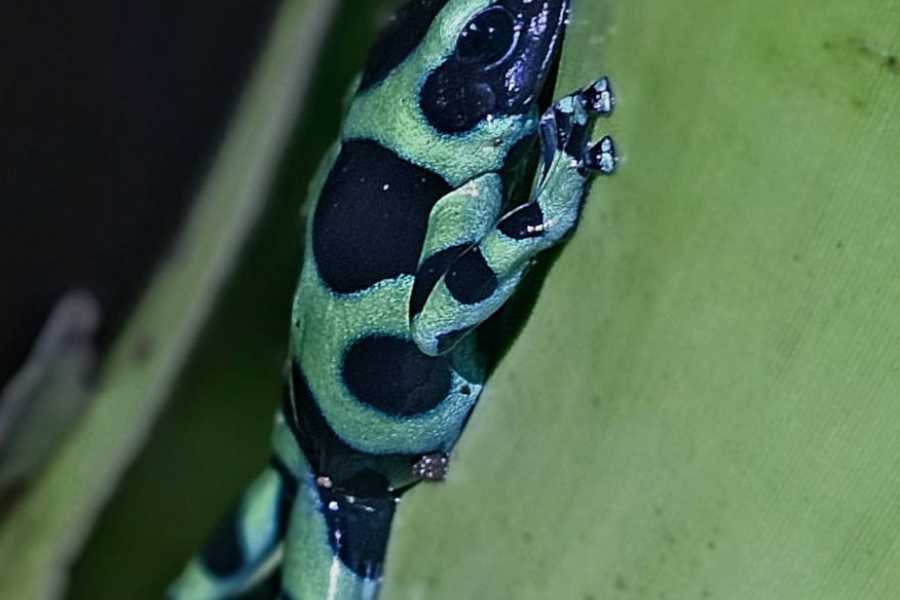 Tour Guanacaste Bijagua Coffee and Chocolate Experience