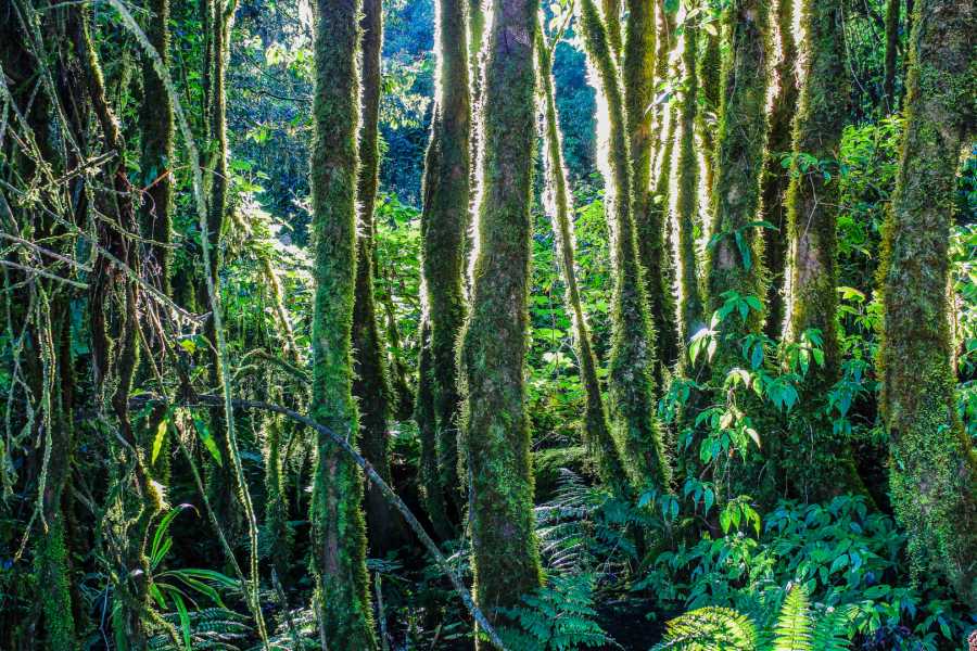 Tour Guanacaste Bijagua Coffee and Chocolate Experience