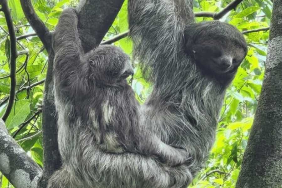 Tour Guanacaste Bijagua Coffee and Chocolate Experience