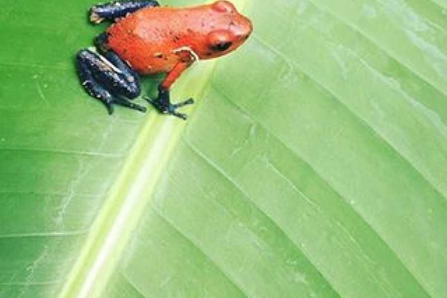 Tour Guanacaste Bijagua Coffee and Chocolate Experience