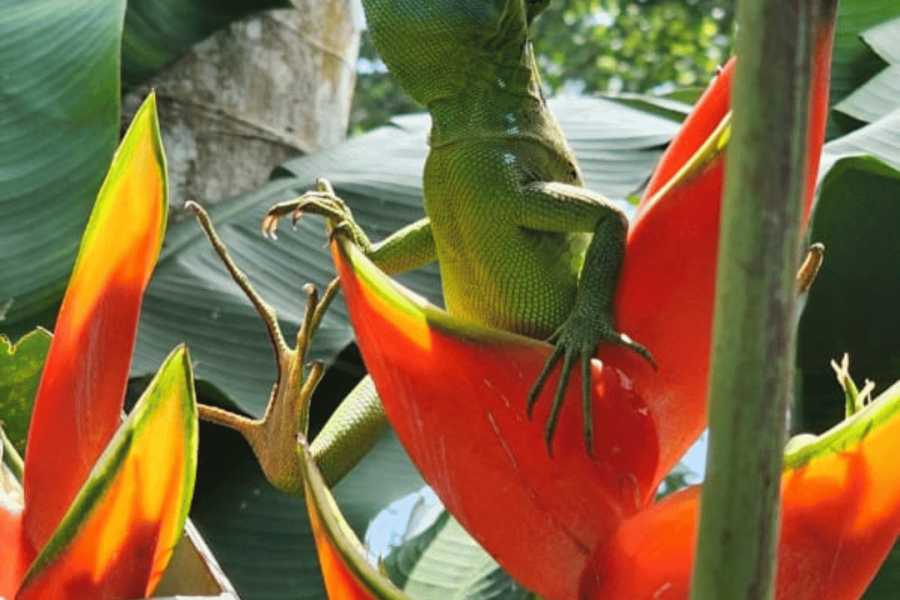 Tour Guanacaste Bijagua Coffee and Chocolate Experience