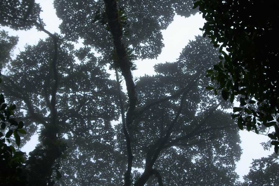 Tour Guanacaste Bijagua Coffee and Chocolate Experience