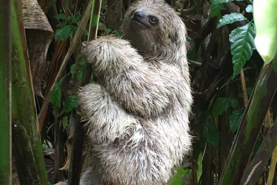 Tour Guanacaste Bijagua Coffee and Chocolate Experience