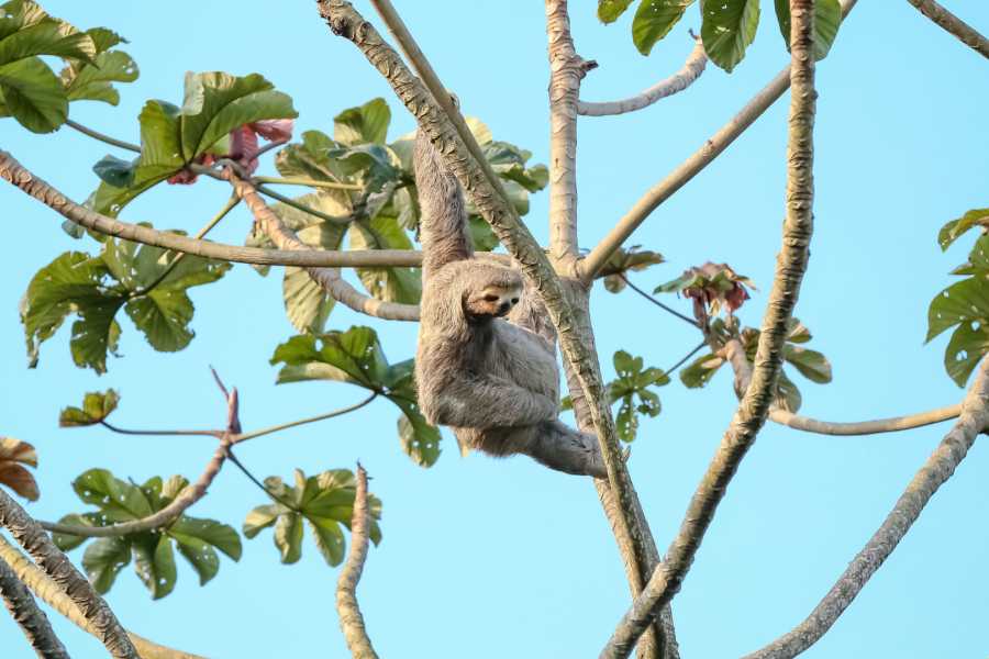 Tour Guanacaste Bijagua Coffee and Chocolate Experience
