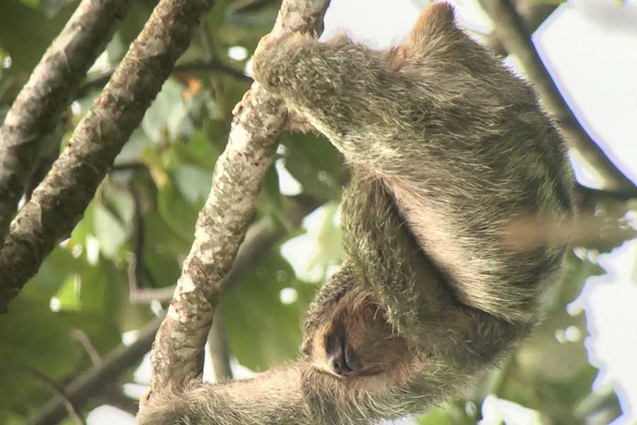 Tour Guanacaste Bijagua Coffee and Chocolate Experience