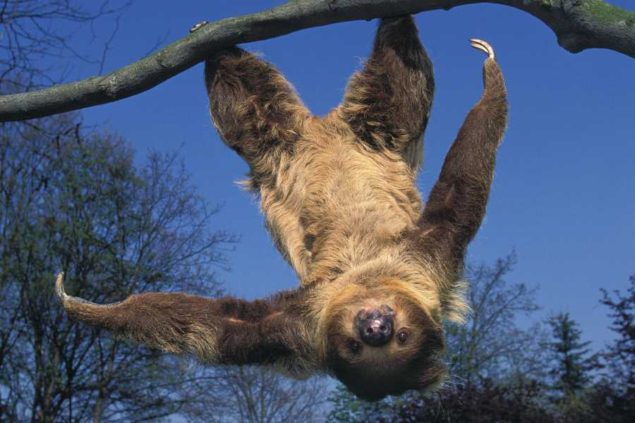 Tour Guanacaste Bijagua Coffee and Chocolate Experience