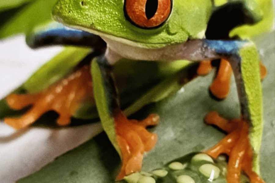 Tour Guanacaste Bijagua Coffee and Chocolate Experience