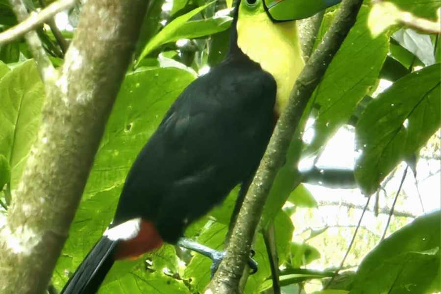 Tour Guanacaste Bijagua Coffee and Chocolate Experience