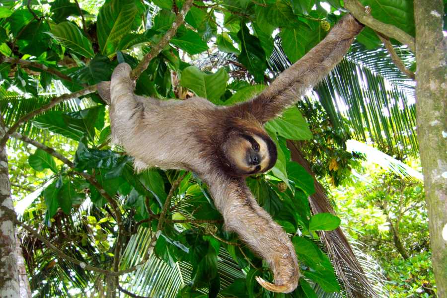 Tour Guanacaste Bijagua Coffee and Chocolate Experience