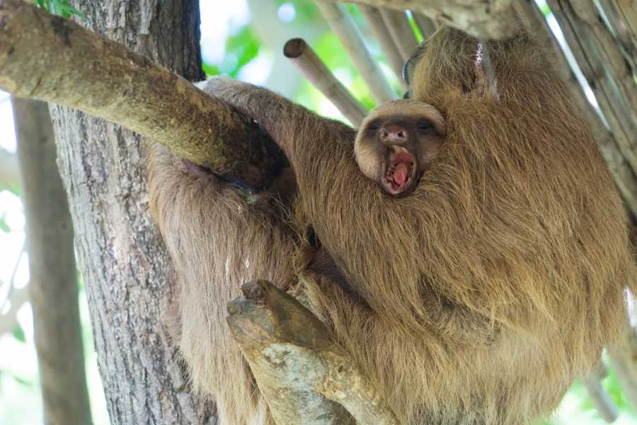Tour Guanacaste Bijagua Coffee and Chocolate Experience