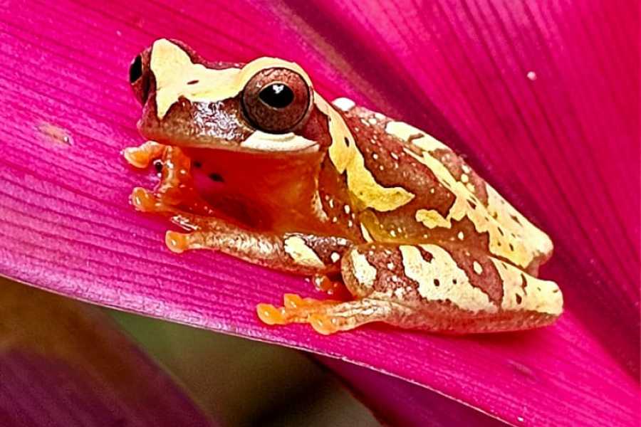 Tour Guanacaste Bijagua Coffee and Chocolate Experience