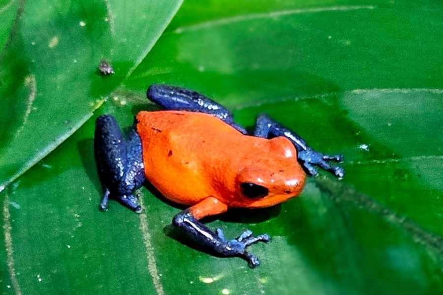 Tour Guanacaste Bijagua Coffee and Chocolate Experience