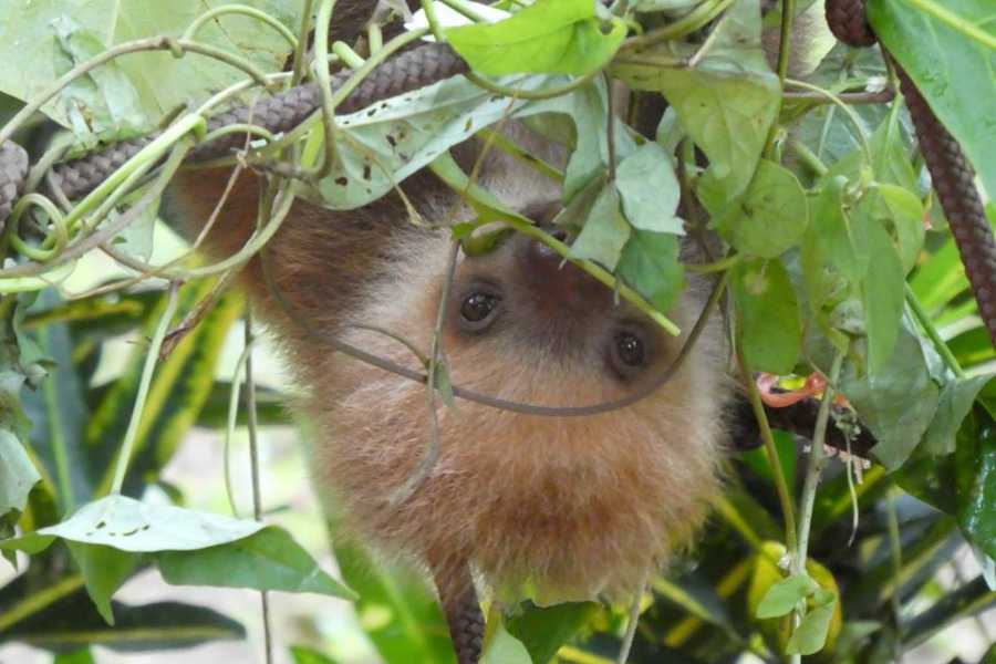 Tour Guanacaste Bijagua Coffee and Chocolate Experience