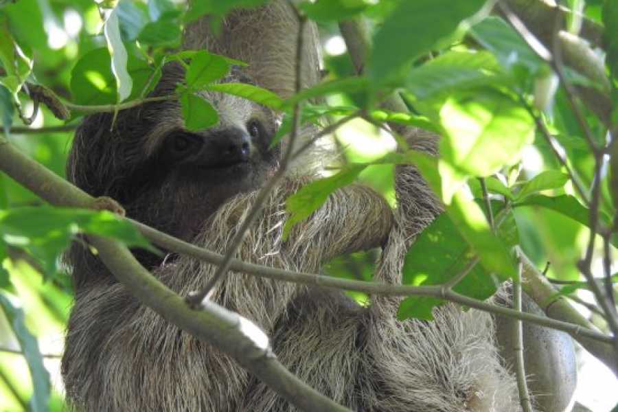 Tour Guanacaste Bijagua Coffee and Chocolate Experience