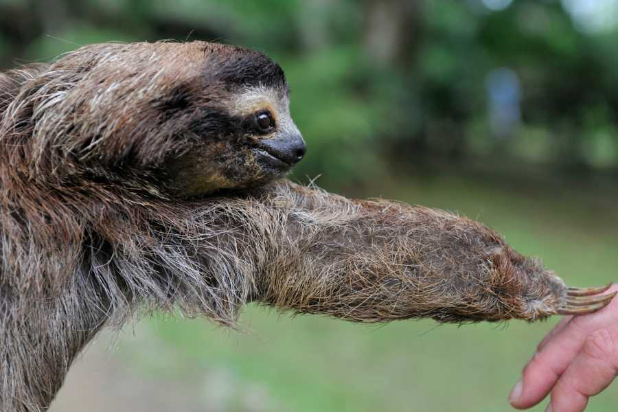 Tour Guanacaste Bijagua Coffee and Chocolate Experience