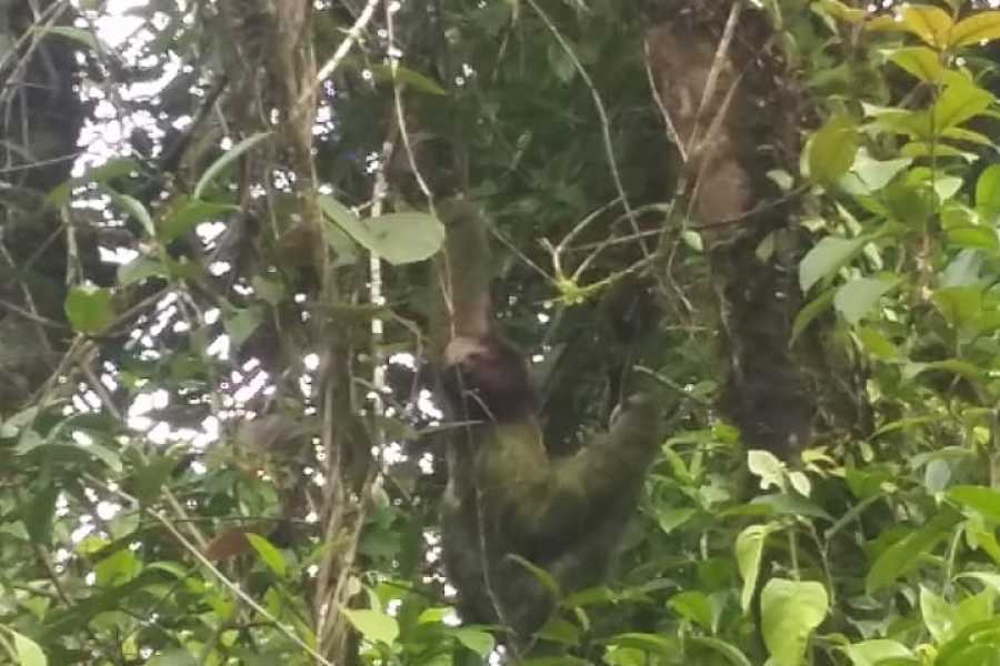 Tour Guanacaste Bijagua Coffee and Chocolate Experience