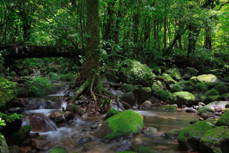 Tour Guanacaste Bijagua Coffee and Chocolate Experience