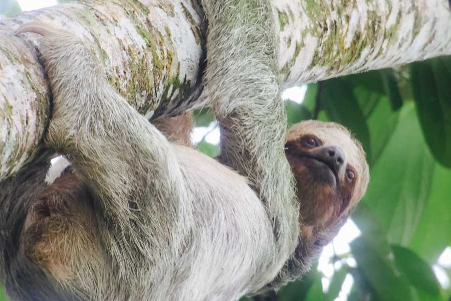 Tour Guanacaste Bijagua Coffee and Chocolate Experience