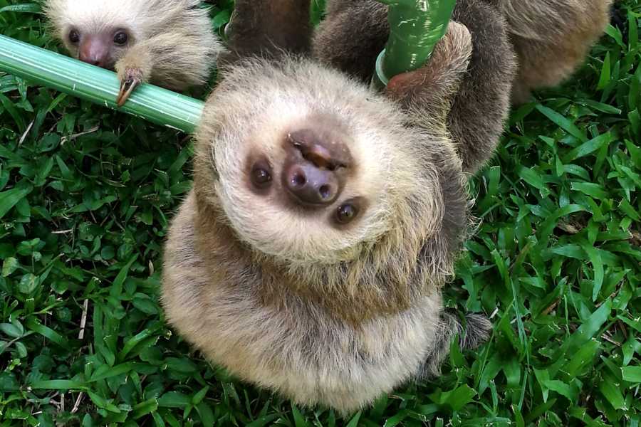 Tour Guanacaste Bijagua Coffee and Chocolate Experience