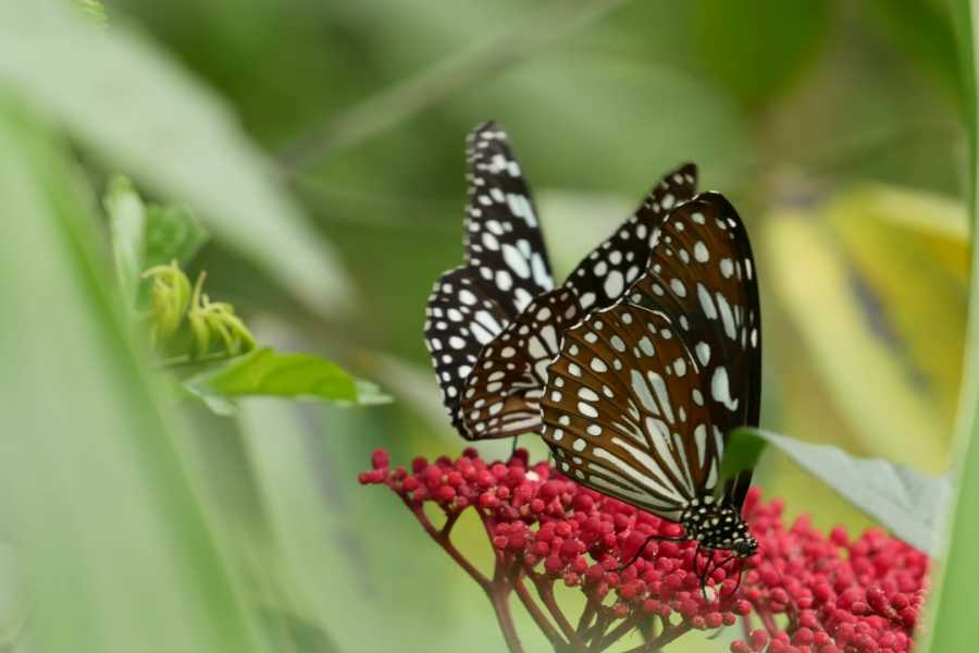 Tour Guanacaste Bijagua Coffee and Chocolate Experience