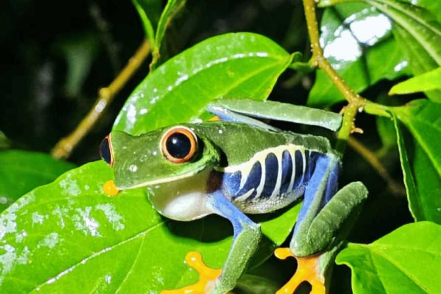 Tour Guanacaste Bijagua Coffee and Chocolate Experience