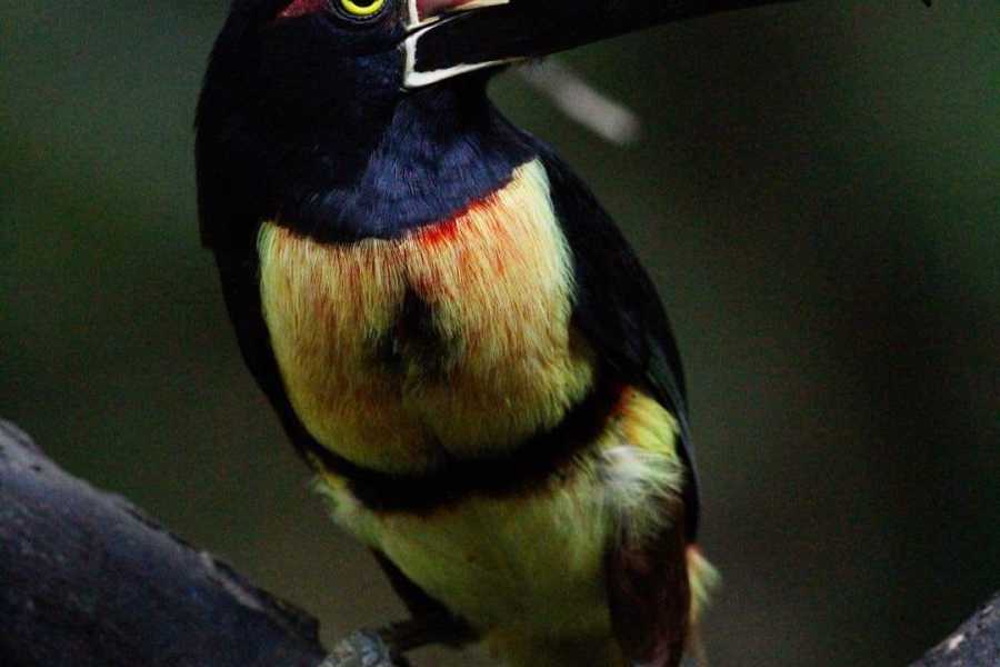 Tour Guanacaste Bijagua Coffee and Chocolate Experience