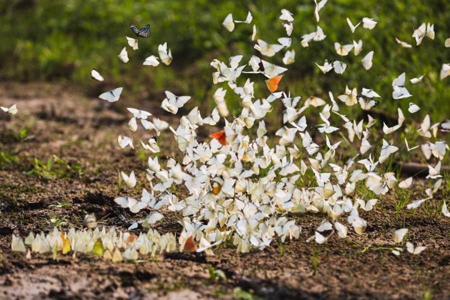 Tour Guanacaste Bijagua Coffee and Chocolate Experience