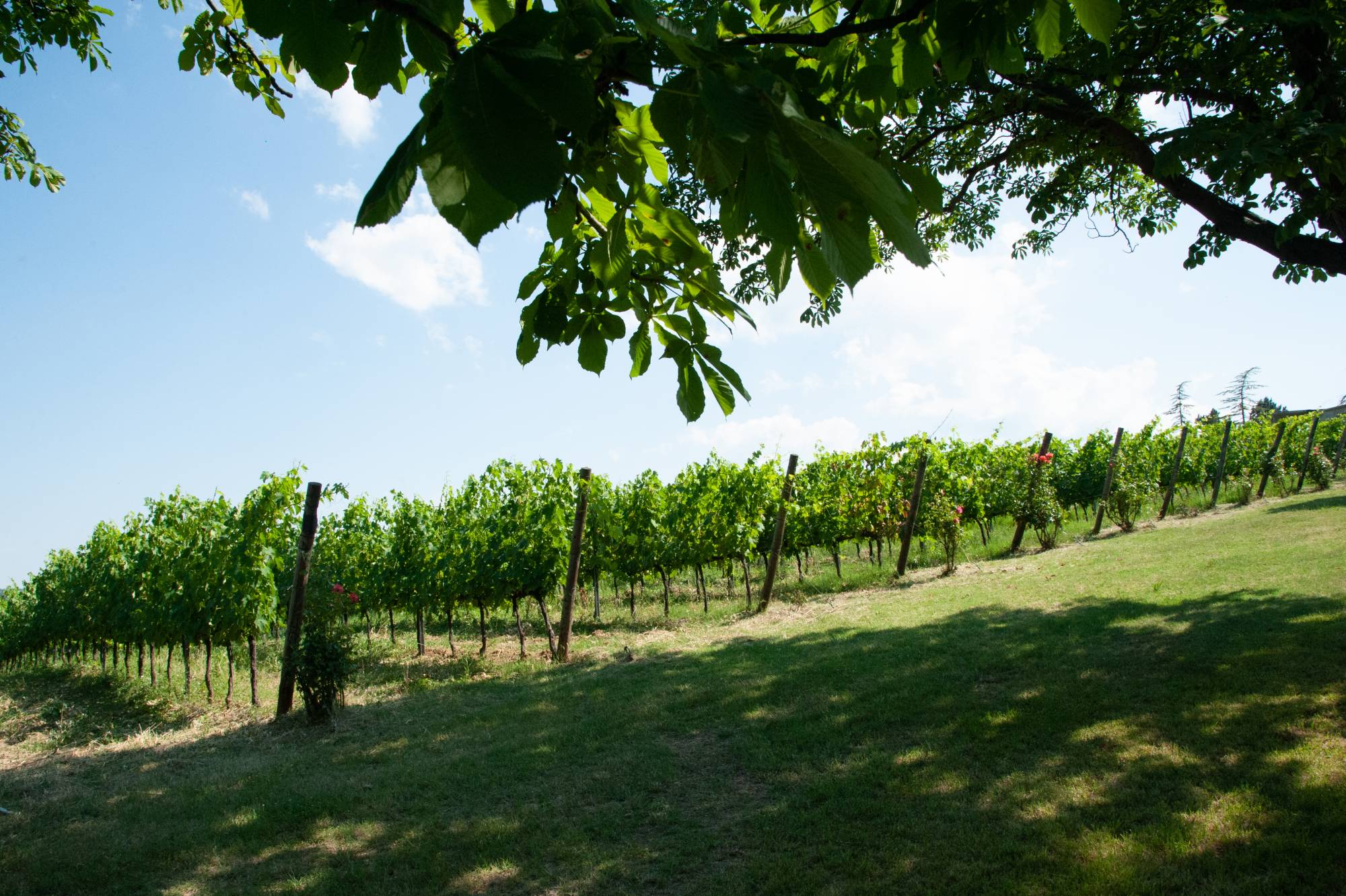 Degustazione in cantina “Sapori e Poesia di Romagna”